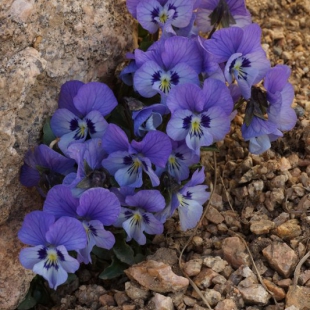 Viola altaica